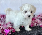 Small #8 Maltese