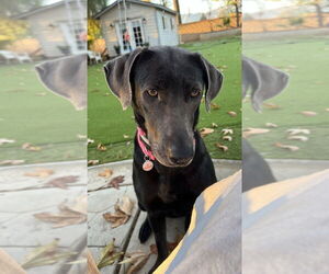 Labrador Retriever-Unknown Mix Dogs for adoption in Dana Point, CA, USA