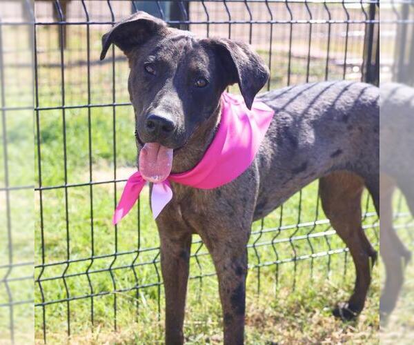 Medium Photo #1 Catahoula Leopard Dog-Unknown Mix Puppy For Sale in San Antonio, TX, USA