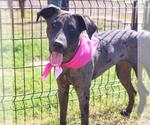 Small Catahoula Leopard Dog Mix