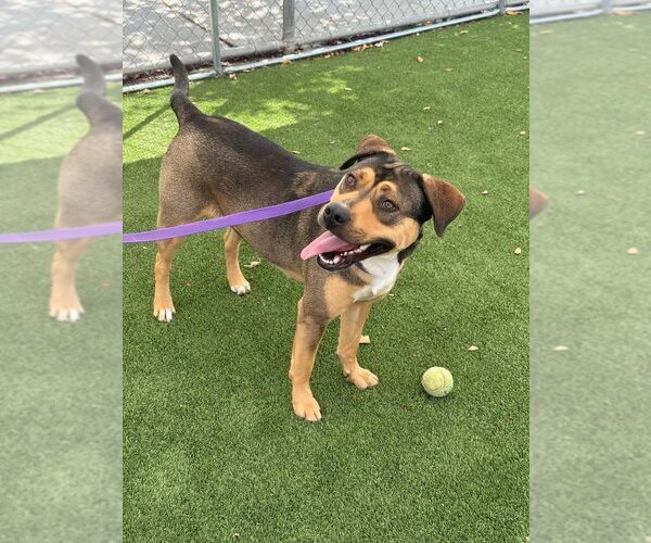 Medium Photo #3 German Shepherd Dog-Rhodesian Ridgeback Mix Puppy For Sale in Calgary, Alberta, Canada