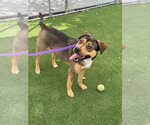 Small #2 German Shepherd Dog-Rhodesian Ridgeback Mix