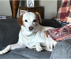 Jack-A-Bee Dogs for adoption in Rootstown, OH, USA
