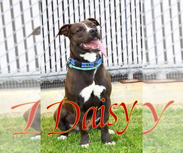 Medium Photo #10 American Pit Bull Terrier-Unknown Mix Puppy For Sale in Evansville, IN, USA