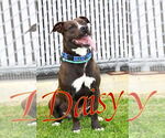 Small #9 American Pit Bull Terrier Mix
