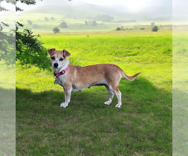 Medium Photo #1 Dachshund Puppy For Sale in Menifee, CA, USA
