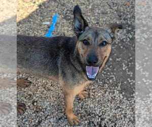 Corey - Male German Shepherd Dog-Unknown Mix Dog for Adoption - Photo #3