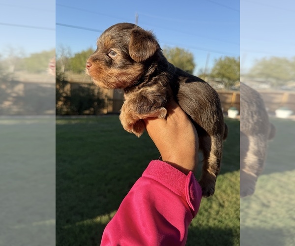 Medium Photo #6 Yorkshire Terrier Puppy For Sale in SCHERTZ, TX, USA