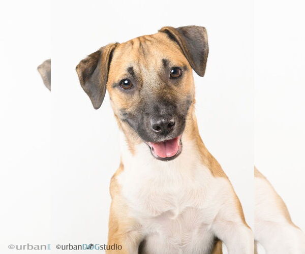 Medium Photo #2 Chiweenie Puppy For Sale in Tampa, FL, USA