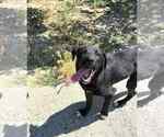 Small #3 Labrador Retriever Mix