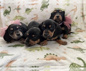 Dachshund Puppy for sale in MANTECA, CA, USA