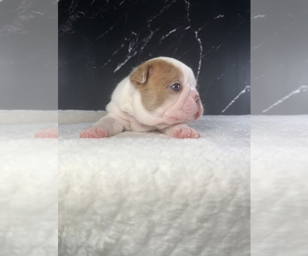 Medium Photo #56 Boston Terrier Puppy For Sale in TULARE, CA, USA