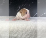 Small Photo #56 Boston Terrier Puppy For Sale in TULARE, CA, USA