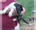 Small Photo #16 Great Dane Puppy For Sale in SPRAGGS, PA, USA