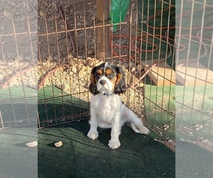 Medium Cavalier King Charles Spaniel