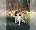 Puppy Tri Male Cavalier King Charles Spaniel