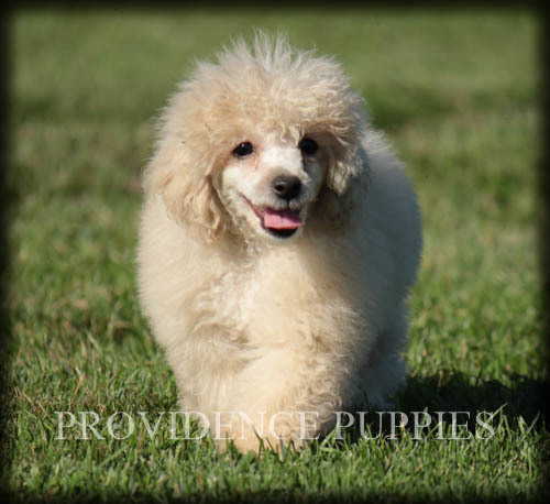 Medium Photo #45 Poodle (Miniature) Puppy For Sale in COPPOCK, IA, USA