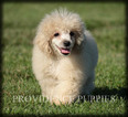 Small Photo #45 Poodle (Miniature) Puppy For Sale in COPPOCK, IA, USA