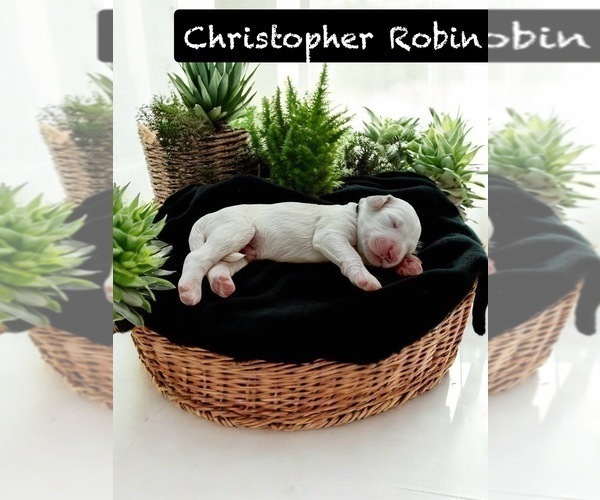 Medium Photo #8 Bernedoodle Puppy For Sale in MENIFEE, CA, USA