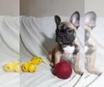 Small Photo #4 French Bulldog Puppy For Sale in AUSTIN, TX, USA