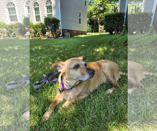 Medium Photo #3 Mutt Puppy For Sale in Greensboro, NC, USA
