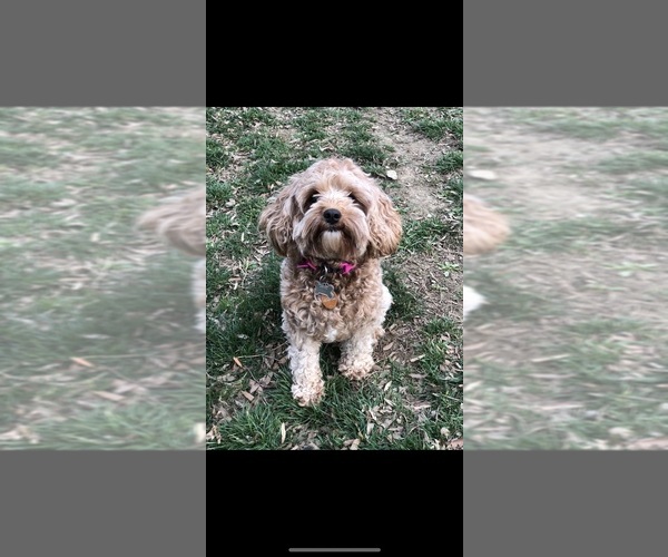 Medium Photo #1 Cavapoo Puppy For Sale in MANCHESTER, MD, USA