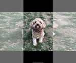 Small Photo #1 Cavapoo Puppy For Sale in MANCHESTER, MD, USA