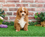 Small #18 Goldendoodle mix (+ Poodle Miniature)