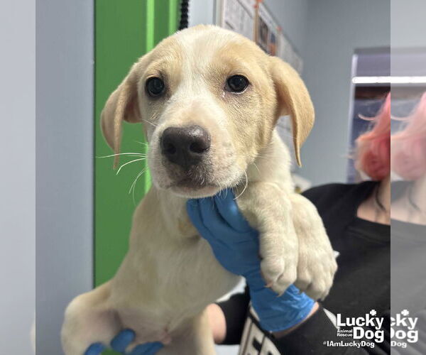 Medium Photo #2 Labrador Retriever-Unknown Mix Puppy For Sale in Washington, DC, USA