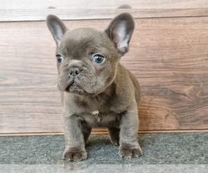 French Bulldog Dog for Adoption in BOSTON, Massachusetts USA