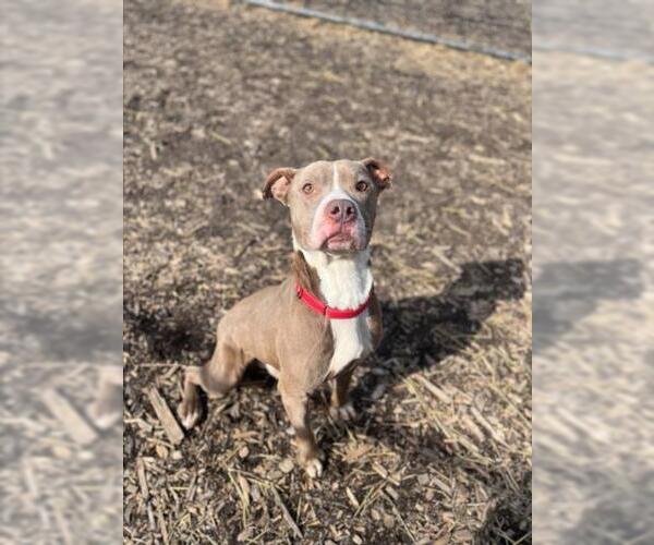Medium Photo #1 American Pit Bull Terrier Puppy For Sale in Saginaw, MI, USA