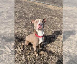 American Pit Bull Terrier Dogs for adoption in Saginaw, MI, USA