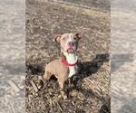 Small American Pit Bull Terrier