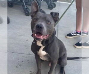 Staffordshire Bull Terrier-Unknown Mix Dogs for adoption in Ball Ground, GA, USA