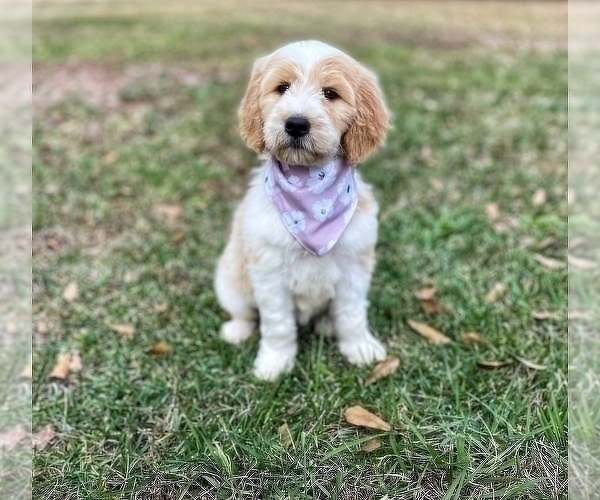 Medium Photo #9 Goldendoodle Puppy For Sale in CHESNEE, SC, USA