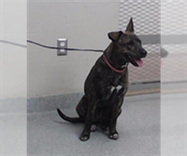 Medium Photo #1 American Pit Bull Terrier-Unknown Mix Puppy For Sale in Pasadena, TX, USA