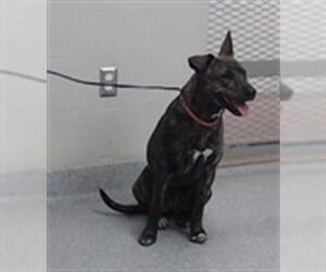American Pit Bull Terrier-Unknown Mix Dogs for adoption in Pasadena, TX, USA