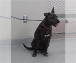 Small American Pit Bull Terrier Mix