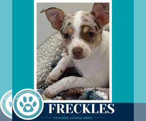 Chihuahua Dogs for adoption in Kimberton, PA, USA