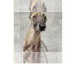 Shayla Wayla (TX) - Female Mutt Dog for Adoption - Small photo