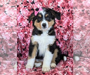 Australian Mountain Dog Puppy for sale in COCHRANVILLE, PA, USA