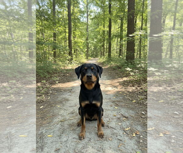 Medium Photo #3 Rottweiler-Unknown Mix Puppy For Sale in White Hall, AR, USA