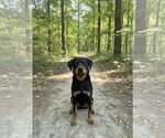 Small #2 Rottweiler Mix