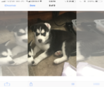Small Photo #7 Siberian Husky Puppy For Sale in BROCKTON, MA, USA