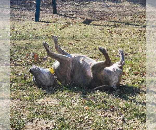 Medium Photo #38 American Pit Bull Terrier-American Staffordshire Terrier Mix Puppy For Sale in Wenonah, NJ, USA