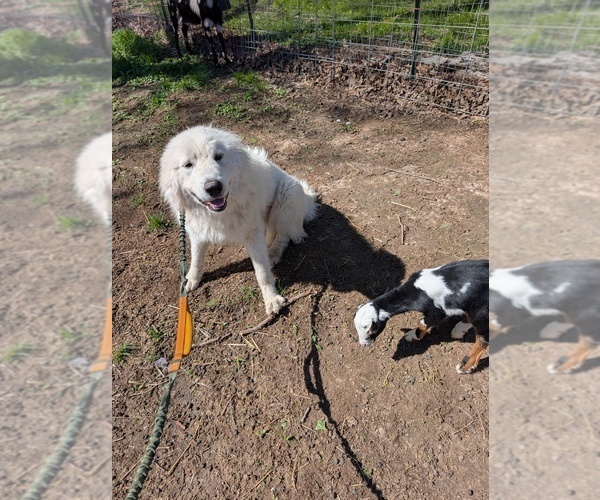 Medium Photo #1 Great Pyrenees Puppy For Sale in MOSCOW MILLS, MO, USA