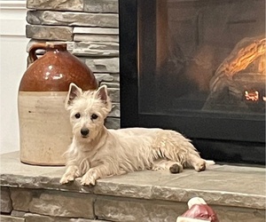 Mother of the West Highland White Terrier puppies born on 04/19/2025
