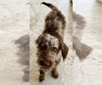 Small Labrador Retriever