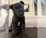 Puppy 2 Belgian Malinois-Dutch Shepherd Dog Mix