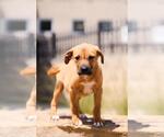 Small Photo #4 Labrador Retriever-Unknown Mix Puppy For Sale in Rockwall, TX, USA